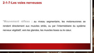 *Mouvement réflexe : au niveau segmentaire, les motoneurones se
rendent directement aux muscles striés, ou par l’intermédiaire du système
nerveux végétatif, vers les glandes, les muscles lisses ou le cœur.
2-1-7-Les voies nerveuses
 