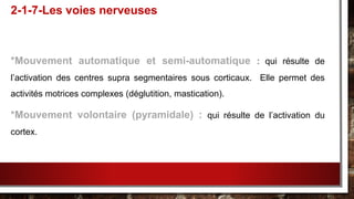 *Mouvement automatique et semi-automatique : qui résulte de
l’activation des centres supra segmentaires sous corticaux. Elle permet des
activités motrices complexes (déglutition, mastication).
*Mouvement volontaire (pyramidale) : qui résulte de l’activation du
cortex.
2-1-7-Les voies nerveuses
 