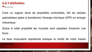 Muscle
C'est un organe doué de propriétés contractiles, fait de cellules
spécialisées aptes à transformer l'énergie chimique (ATP) en énergie
mécanique.
Grace à cette propriété les muscles sont capables d’exercer une
force.
Le tissu musculaire représente presque la moitié de notre masse
corporelle.
2-2-1-Définition
 