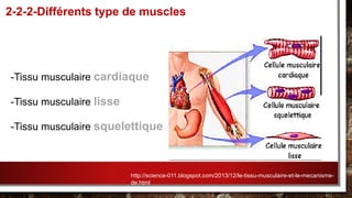 -Tissu musculaire cardiaque
-Tissu musculaire lisse
-Tissu musculaire squelettique
2-2-2-Différents type de muscles
http://science-011.blogspot.com/2013/12/le-tissu-musculaire-et-le-mecanisme-
de.html
 