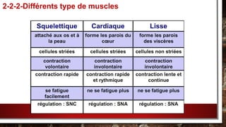 2-2-2-Différents type de muscles
 