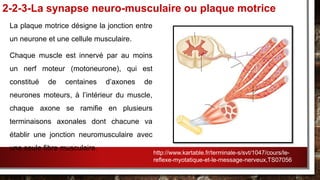 La plaque motrice désigne la jonction entre
un neurone et une cellule musculaire.
Chaque muscle est innervé par au moins
un nerf moteur (motoneurone), qui est
constitué de centaines d’axones de
neurones moteurs, à l’intérieur du muscle,
chaque axone se ramifie en plusieurs
terminaisons axonales dont chacune va
établir une jonction neuromusculaire avec
une seule fibre musculaire.
2-2-3-La synapse neuro-musculaire ou plaque motrice
http://www.kartable.fr/terminale-s/svt/1047/cours/le-
reflexe-myotatique-et-le-message-nerveux,TS07056
 