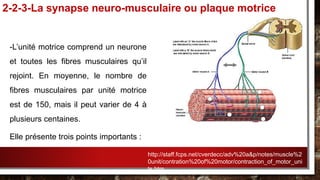 -L’unité motrice comprend un neurone
et toutes les fibres musculaires qu’il
rejoint. En moyenne, le nombre de
fibres musculaires par unité motrice
est de 150, mais il peut varier de 4 à
plusieurs centaines.
Elle présente trois points importants :
2-2-3-La synapse neuro-musculaire ou plaque motrice
http://staff.fcps.net/cverdecc/adv%20a&p/notes/muscle%2
0unit/contration%20of%20motor/contraction_of_motor_uni
ts.htm
 
