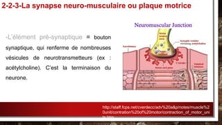 -L’élément pré-synaptique = bouton
synaptique, qui renferme de nombreuses
vésicules de neurotransmetteurs (ex :
acétylcholine). C’est la terminaison du
neurone.
2-2-3-La synapse neuro-musculaire ou plaque motrice
http://staff.fcps.net/cverdecc/adv%20a&p/notes/muscle%2
0unit/contration%20of%20motor/contraction_of_motor_uni
ts.htm
 