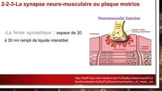 -La fente synaptique : espace de 20
à 30 nm rempli de liquide interstitiel
2-2-3-La synapse neuro-musculaire ou plaque motrice
http://staff.fcps.net/cverdecc/adv%20a&p/notes/muscle%2
0unit/contration%20of%20motor/contraction_of_motor_uni
ts.htm
 