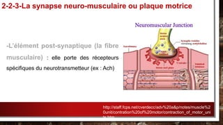 -L’élément post-synaptique (la fibre
musculaire) : elle porte des récepteurs
spécifiques du neurotransmetteur (ex : Ach)
2-2-3-La synapse neuro-musculaire ou plaque motrice
http://staff.fcps.net/cverdecc/adv%20a&p/notes/muscle%2
0unit/contration%20of%20motor/contraction_of_motor_uni
ts.htm
 