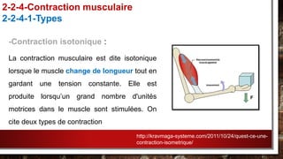 -Contraction isotonique :
La contraction musculaire est dite isotonique
lorsque le muscle change de longueur tout en
gardant une tension constante. Elle est
produite lorsqu’un grand nombre d'unités
motrices dans le muscle sont stimulées. On
cite deux types de contraction
2-2-4-Contraction musculaire
2-2-4-1-Types
http://kravmaga-systeme.com/2011/10/24/quest-ce-une-
contraction-isometrique/
 