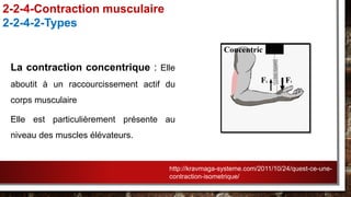 La contraction concentrique : Elle
aboutit à un raccourcissement actif du
corps musculaire
Elle est particulièrement présente au
niveau des muscles élévateurs.
2-2-4-Contraction musculaire
2-2-4-2-Types
http://kravmaga-systeme.com/2011/10/24/quest-ce-une-
contraction-isometrique/
 