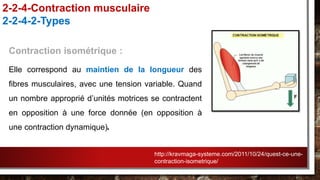 Contraction isométrique :
Elle correspond au maintien de la longueur des
fibres musculaires, avec une tension variable. Quand
un nombre approprié d’unités motrices se contractent
en opposition à une force donnée (en opposition à
une contraction dynamique).
2-2-4-Contraction musculaire
2-2-4-2-Types
http://kravmaga-systeme.com/2011/10/24/quest-ce-une-
contraction-isometrique/
 