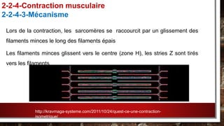 Lors de la contraction, les sarcomères se raccourcit par un glissement des
filaments minces le long des filaments épais
Les filaments minces glissent vers le centre (zone H), les stries Z sont tirés
vers les filaments
2-2-4-Contraction musculaire
2-2-4-3-Mécanisme
http://kravmaga-systeme.com/2011/10/24/quest-ce-une-contraction-
isometrique/
 