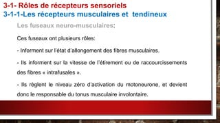 Les fuseaux neuro-musculaires:
Ces fuseaux ont plusieurs rôles:
- Informent sur l’état d’allongement des fibres musculaires.
- Ils informent sur la vitesse de l’étirement ou de raccourcissements
des fibres « intrafusales ».
- Ils règlent le niveau zéro d’activation du motoneurone, et devient
donc le responsable du tonus musculaire involontaire.
3-1- Rôles de récepteurs sensoriels
3-1-1-Les récepteurs musculaires et tendineux
 