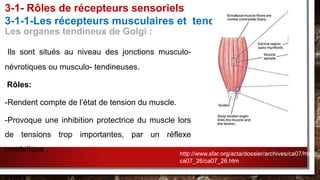 Les organes tendineux de Golgi :
Ils sont situés au niveau des jonctions musculo-
névrotiques ou musculo- tendineuses.
Rôles:
-Rendent compte de l’état de tension du muscle.
-Provoque une inhibition protectrice du muscle lors
de tensions trop importantes, par un réflexe
myotatique .
3-1- Rôles de récepteurs sensoriels
3-1-1-Les récepteurs musculaires et tendineux
http://www.sfar.org/acta/dossier/archives/ca07/html/
ca07_26/ca07_26.htm
 