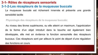 La muqueuse buccale est richement innervée et présente une grande
sensibilité tactile
Physiologie des récepteurs de la muqueuse buccale:
Au niveau des lèvres supérieures, ou elle atteint un maximum, l’appréciation
de la forme d’un objet introduit dans la bouche est également bien
développée, elle met en évidence la fonction sensorielle des récepteurs
buccaux. Ces récepteurs sont par ailleurs le point de départ d’une régulation
des fonctions en cours.
3-1- Rôles de récepteurs sensoriels
3-1-2-Les récepteurs de la muqueuse buccale
 