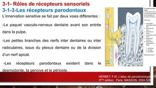 L’innervation sensitive se fait par deux voies différentes :
-Le paquet vasculo-nerveux dentaire avant son entrée
dans la pulpe.
-Les petites branches des nerfs inter dentaires ou inter
radiculaires, issus du plexus dentaire ou de la division
d’un nerf apical.
-Les récepteurs parodontaux existent dans le
desmodonte, la gencive et le périoste.
3-1- Rôles de récepteurs sensoriels
3-1-3-Les récepteurs parodontaux
HERBET, F.W. L’atlas de parodontologie.
3ème édition. Paris: MASSON, 2004.529p.
 