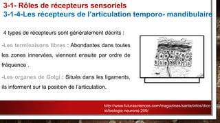 4 types de récepteurs sont généralement décrits :
-Les terminaisons libres : Abondantes dans toutes
les zones innervées, viennent ensuite par ordre de
fréquence .
-Les organes de Golgi : Situés dans les ligaments,
ils informent sur la position de l’articulation.
3-1- Rôles de récepteurs sensoriels
3-1-4-Les récepteurs de l’articulation temporo- mandibulaire
http://www.futurasciences.com/magazines/sante/infos/dico
/d/biologie-neurone-209/
 