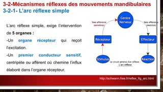 3-2-Mécanismes réflexes des mouvements mandibulaires
3-2-1- L’arc réflexe simple
L’arc réflexe simple, exige l’intervention
de 5 organes :
-Un organe récepteur qui reçoit
l’excitation.
-Un premier conducteur sensitif,
centripète ou afférent où chemine l’influx
élaboré dans l’organe récepteur.
http://schwann.free.fr/reflex_fig_arc.html
 