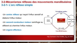 -Un centre réflexe qui reçoit l’influx sensitif et
élabore l’influx moteur.
-Un second conducteur moteur centrifuge ou
efférent où chemine l’influx moteur.
-Un organe effecteur.
3-2-Mécanismes réflexes des mouvements mandibulaires
3-2-1- L’arc réflexe simple
http://schwann.free.fr/reflex_fig_arc.html
 