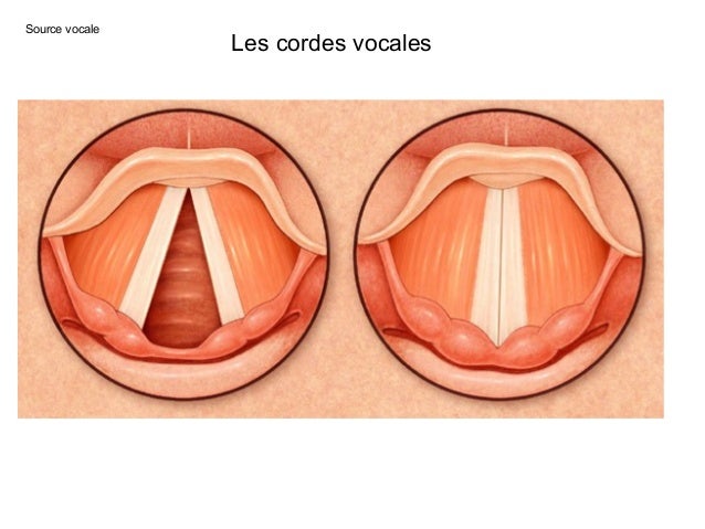 Physiologie phonation Physiologie phonation