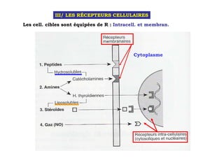 III/ LES RÉCEPTEURS CELLULAIRES
Les cell. cibles sont équipées de R : Intracell. et membran.




                                             Cytoplasme
 