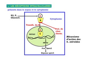 1/ LES RÉCEPTEURS INTRACELLULAIRES
présents dans le noyau et le cytoplasme

   E2, P,                     H
   Glucocrt.
                                            Cytoplasme
                              R

                 Transfo. du R

                                                    Prot. de
                              H
                                                     choc
                    NOYAU     R                      therm.
                                                               Mécanisme
                                                               d’action des
                                    ARNm                       h. stéroïdes

                                  Prot. Spécif.

                                  Réponse spécif.
 