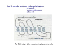 Les R. membr. ont trois régions distinctes :
                      extracell.
                      transmembranaire
                      intracell.




         Fig 3 Structure d’un récepteur heptamembranaire
 