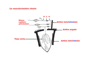La vascularisation rénale:



                             Ef   G   Af

        Réseau
        capillaire                         Artère interlobulaire
        péritubulaire


                                                 Artère arquée



    Vasa recta
                                               Artère interlobaire
 