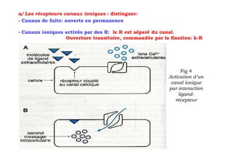 a/ Les récepteurs canaux ioniques : distinguer:
- Canaux de fuite: ouverts en permanence

- Canaux ioniques activés par des R: le R est séparé du canal.
                  Ouverture transitoire, commandée par la fixation: h-R




                                                               Fig 4
                                                         Activation d’un
                                                          canal ionique
                                                         par interaction
                                                             ligand-
                                                            récepteur
 