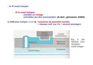 - Le R canal ionique:


       R et canal ionique:
               sensible au voltage
               activables par des neuromédiat. (A.chol., glutamate, GABA)

la diffusion ionique       variations du potentiel membr.
                           = réponse cell. (ex: Ca = second messager)




                                                            Fig    4   bis
                                                            Schéma d’un
                                                            récepteur
                                                            canal ionique
 