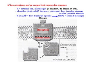 b/ Les récepteurs qui se comportent comme des enzymes
       - R = activité enz. intrinsèque (R aux fact. de croiss. et INS).
       - phosphorylent spécif. des prot. contenant l'aa. tyrosine
                                                   le nom tyrosine kinases
       - R au ANF = R et Guanylyl cyclase         GMPc = second messager




                            Récepteur


                          Tyrosine kinase
 