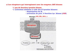 c/ Les récepteurs qui interagissent avec les enzymes JAK kinases
       */ pas de fonction tyrosine kinase.
       */ activation similaire à celle des R tyrosine kinases:
                       - dimérisation du R,
                       - activation de prot. à fonction tyr. kinase (JAK)
                           Messager (GH, PRL, HCG…)




                        Récepteur




                             JAK kinase
 