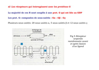 d/ Les récepteurs qui interagissent avec les protéines G

La majorité de ces R sont couplés à une prot. G qui est liée au GDP

Les prot. G: composées de sous-unités : Gα - Gβ - Gγ

Plusieurs sous-unités: 20 sous-unités α, 5 sous-unités β et 12 sous-unités γ




                                                          Fig 5 Récepteur
                                                             serpentin
                                                         membranaire avant
                                                          et après liaison
                                                            d’un ligand
 