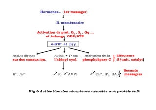 Hormones… (1er messager)


                          R. membranaire

               Activation de prot. Gs , Gi , Gq …
                    et échange GDP/GTP

                       α-GTP et β/γ


Action directe           Action + /- sur    Activation de la    Effecteurs
sur des canaux ion.      l’adényl cycl.    phospholipase C      (S/unit. catalyt)


                                                                     Seconds
K+, Ca2+                   ou    AMPc               Ca2+, IP3, DAG   messagers




           Fig 6 Activation des récepteurs associés aux protéines G
 