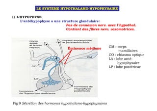 LE SYSTEME HYPOTHALAMO-HYPOPHYSAIRE

I/ L'HYPOPHYSE
     L’antéhypophyse a une structure glandulaire:
                              Pas de connexion nerv. avec l’hypothal.
                              Contient des fibres nerv. vasomotrices.




                                                         CM : corps
                               Éminence médiane
                                                                mamillaires
                                                         CO : chiasma optique
                                                         LA : lobe anté-
                                                               hypophysaire
                                                         LP : lobe postérieur




Fig 9 Sécrétion des hormones hypothalamo-hypophysaires
 