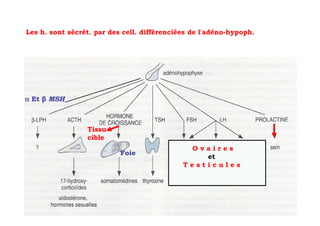 Les h. sont sécrét. par des cell. différenciées de l'adéno-hypoph.




α Et β MSH



                 Tissu
                 cible
                                              Ovaires
                           Foie
                                                 et
                                             Testicules
 