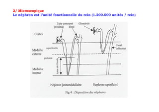 2/ Microscopique
Le néphron est l’unité fonctionnelle du rein (1.200.000 unités / rein)
 
