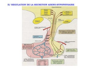 II/ REGULATION DE LA SECRETION ADENO-HYPOPHYSAIRE
 
