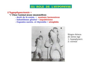 III/ ROLE DE L'HYPOPHYSE

L’hypophysectomie =
 */ Chez l'animal jeune (mammifère):
      - Arrêt de la croiss. = nanisme harmonieux
      - Infantilisme génital = impubérisme
      - Capsules surrén. et thyroïdie = atrophiés


                                                    2
                              1
                                                        Singes rhésus
                                                        de même âge
                                                        1: hypophysect.
                                                        2: normal
 