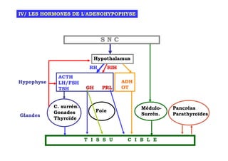 IV/ LES HORMONES DE L'ADENOHYPOPHYSE




                               SNC

                            Hypothalamus
                          RH         RIH
             ACTH
Hypophyse    LH/FSH                        ADH
             TSH         GH     PRL        OT


            C. surrén.                           Médulo-   Pancréas
            Gonades           Foie
Glandes                                          Surrén.   Parathyroïdes
            Thyroïde



                         T I S S U          C I B L E
 