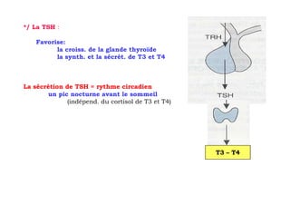 */ La TSH :

    Favorise:
          la croiss. de la glande thyroïde
          la synth. et la sécrét. de T3 et T4



La sécrétion de TSH = rythme circadien
        un pic nocturne avant le sommeil
              (indépend. du cortisol de T3 et T4)




                                                    T3 – T4
 