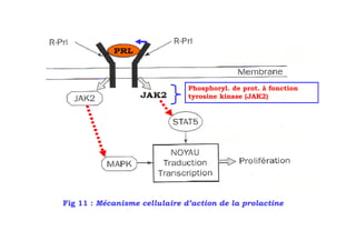 Phosphoryl. de prot. à fonction
                               tyrosine kinase (JAK2)




Fig 11 : Mécanisme cellulaire d’action de la prolactine
 
