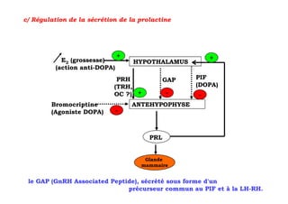 c/ Régulation de la sécrétion de la prolactine




                               +                       +
            E2 (grossesse)         HYPOTHALAMUS
          (action anti-DOPA)
                             PRH             GAP   PIF
                            (TRH,                  (DOPA)
                            OC ?) +          -     -
        Bromocriptine              ANTEHYPOPHYSE
        (Agoniste DOPA)        -



                                       PRL


                                      Glande
                                     mammaire


 le GAP (GnRH Associated Peptide), sécrété sous forme d'un
                              précurseur commun au PIF et à la LH-RH.
 