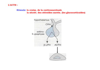 L'ACTH :

       Stimule: la croiss. de la corticosurrénale
                la sécrét. des stéroïdes surrén. (les glucocorticoïdes)




                     h
 
