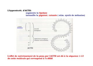 L'hypersécrét. d’ACTH:
                  augmente la lipolyse
                  intensifie la pigment. cutanée ( stim. synth de mélanine)




                   ACTH


L'effet de noircissement de la peau par l'ACTH est dû à la séquence 1-13
de cette molécule qui correspond à l'α-MSH.
 