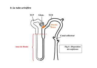 b- Le tube urinifère


                     TCP   Glom.   TCD



                                    Macula
                                    densa



                                             Canal collecteur




     Anse de Henle                                Fig 4 : Disposition
                                                    des néphrons
 