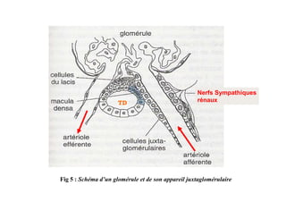 Nerfs Sympathiques
                      TD                            rénaux




Fig 5 : Schéma d’un glomérule et de son appareil juxtaglomérulaire
 