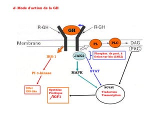 d- Mode d'action de la GH




                                GH

                                      PL          PLC


                                      Phosphor. de prot. à
                   IRS-1              fction tyr kin (JAK2)




                                     STAT
           PI 3-kinase



       Effet                                 NOYAU
                    Synthèse
       INS-like                             Traduction
                    Protéique
                                            Transcription
                         IGF1
 