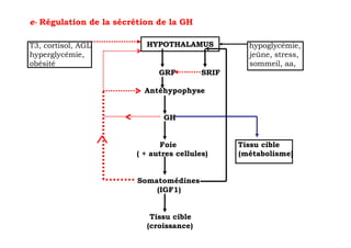 e- Régulation de la sécrétion de la GH

T3, cortisol, AGL          HYPOTHALAMUS            hypoglycémie,
hyperglycémie,                                     jeûne, stress,
obésité                                            sommeil, aa,
                              GRF         SRIF

                          Antéhypophyse


                               GH


                              Foie               Tissu cible
                        ( + autres cellules)     (métabolisme)


                         Somatomédines
                             (IGF1)


                            Tissu cible
                           (croissance)
 
