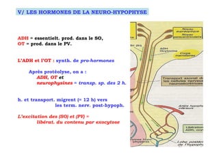 V/ LES HORMONES DE LA NEURO-HYPOPHYSE



ADH = essentielt. prod. dans le SO,
OT = prod. dans le PV.


L’ADH et l’OT : synth. de pro-hormones

    Après protéolyse, on a :
       ADH, OT et
       neurophysines = transp. sp. des 2 h.


h. et transport. migrent (≈ 12 h) vers
                les term. nerv. post-hypoph.

L’excitation des (SO) et (PV) =
        libérat. du contenu par exocytose
 