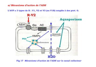 a/ Mécanisme d’action de l’ADH

L’AVP a 3 types de R : V1, V2 et V3 (ou V1B) couplés à des prot. G.




             PKA
                           Endosomes




        Fig 17 Mécanisme d’action de l’ADH sur le canal collecteur
 