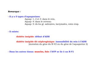 Remarque :

- Il y a 5 types d’aquaporines:
                 Aquap: 1, 2 et 3: dans le rein,
                 Aquap: 4: dans le cerveau
                 Aquap: 5: ds les gl. salivaires, lacrymales, voies resp.


- Il existe:

         diabète insipide: défaut d’ADH

         diabète insipide dit néphrogénique: insensibilité du rein à l’ADH
                     (mutation du gène du R-V2 ou du gène de l'aquaporine 2)


- Dans les autres tissus: muscles, foie: l’AVP se lie à un R-V1
 